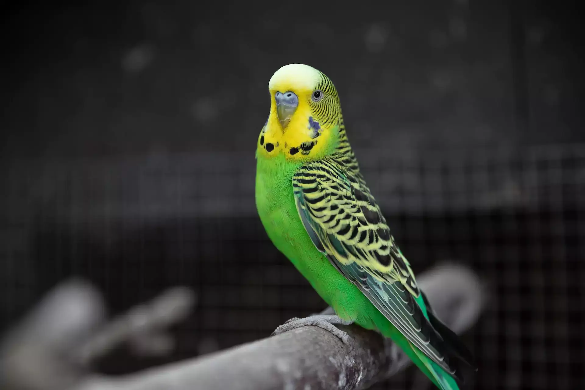 What Kinds Of Birds Are Green? » Green Plumage Colours - Bird Buddy Blog