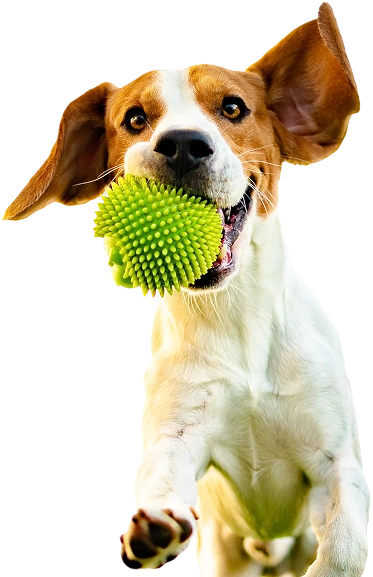 Your Go-To Pet Resource