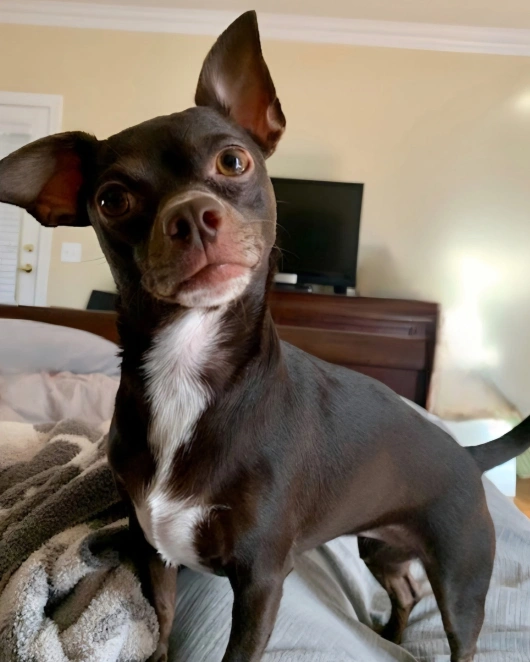 Pet Troubling Behavior