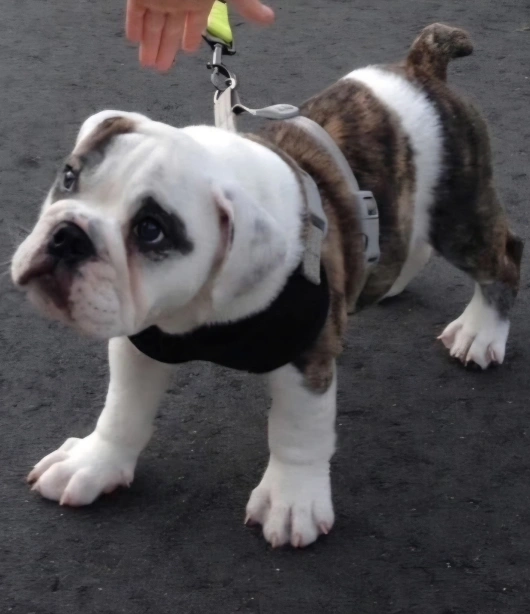 guidance-for-new-pet-owners