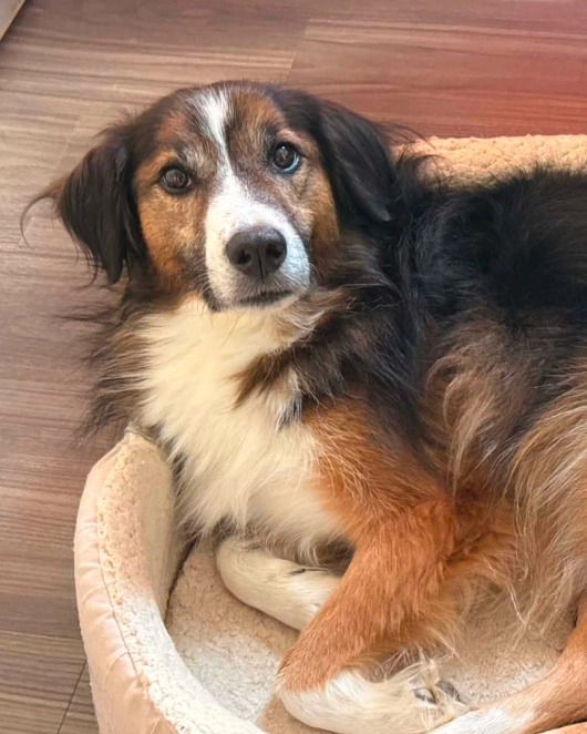 Senior Pet Care