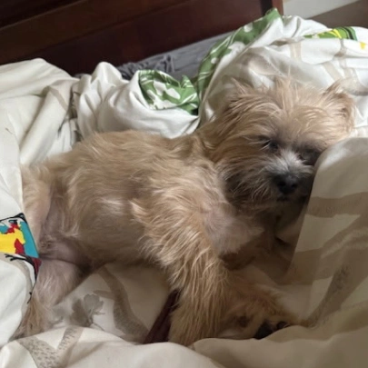 Allergies & Dermatology