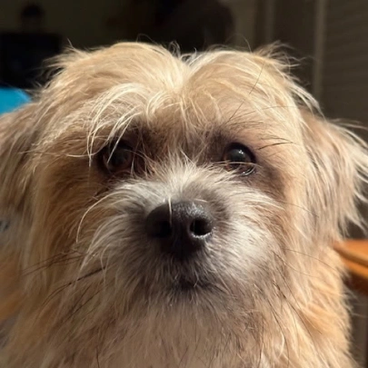 Pet Preventative Care