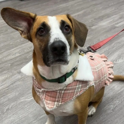 Wellness & Vaccinations