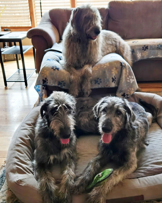 Pet Surgery
