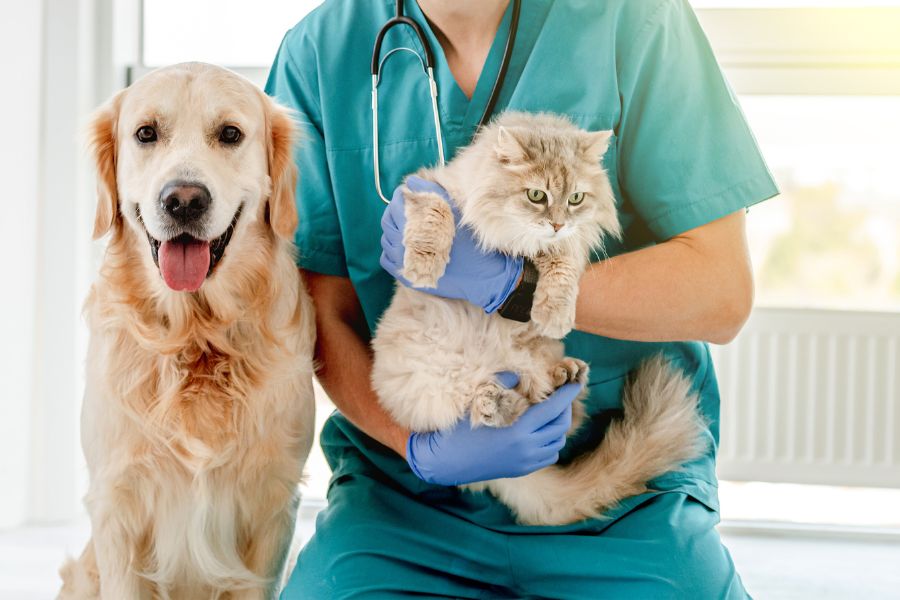 How Often Should You Take Your Pet to the Vet