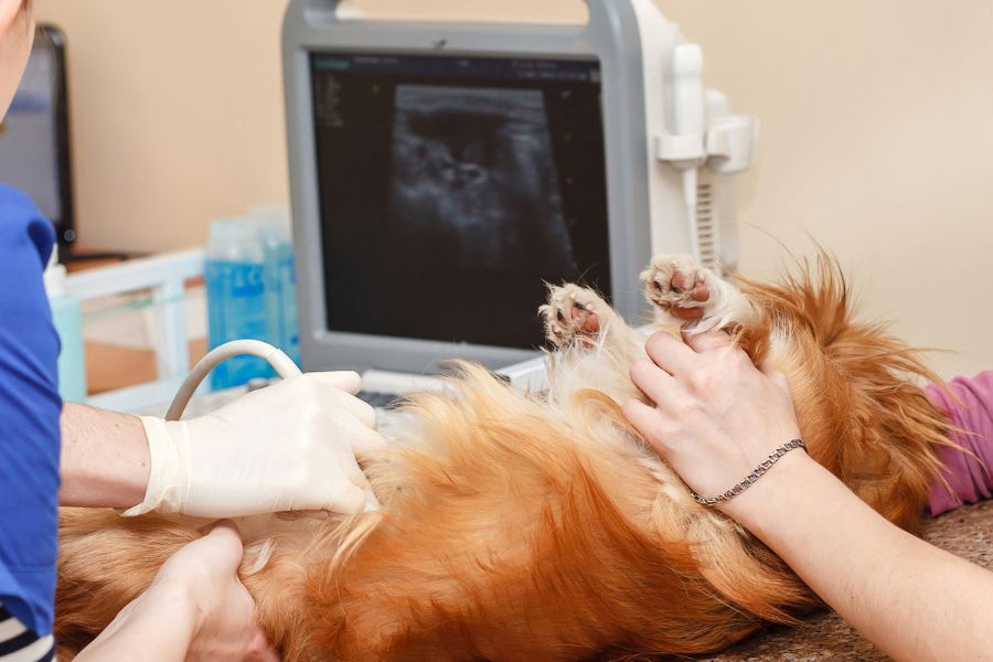Pet Ultrasound