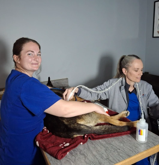 Pet Ultrasound