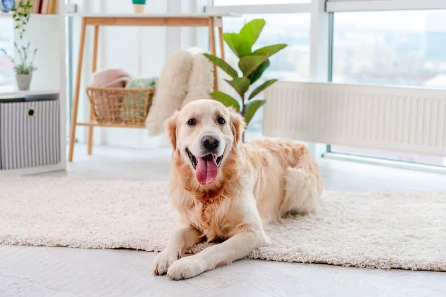 Dog Benadryl