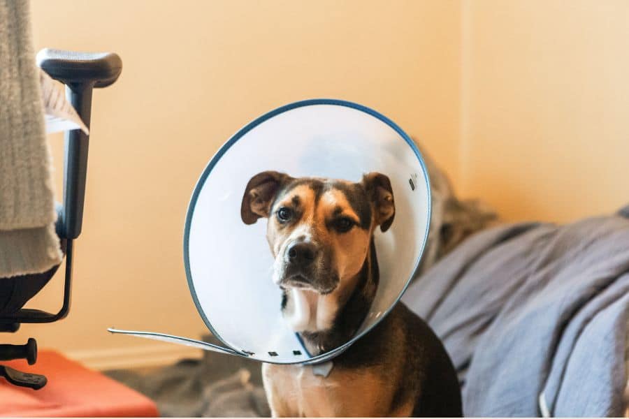 Urgent Care for Pet Poisoning