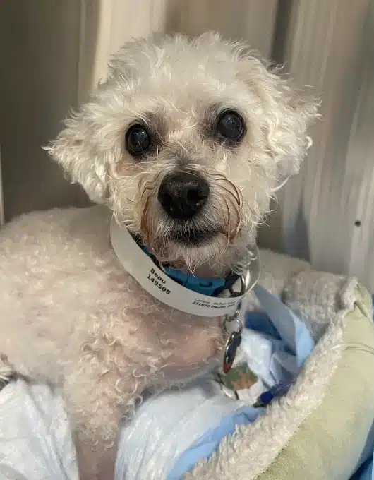 Small white curly-haired dog wearing a veterinary hospital ID collar, resting on a blanket after treatment, representing urgent pet care services in Easley, SC.